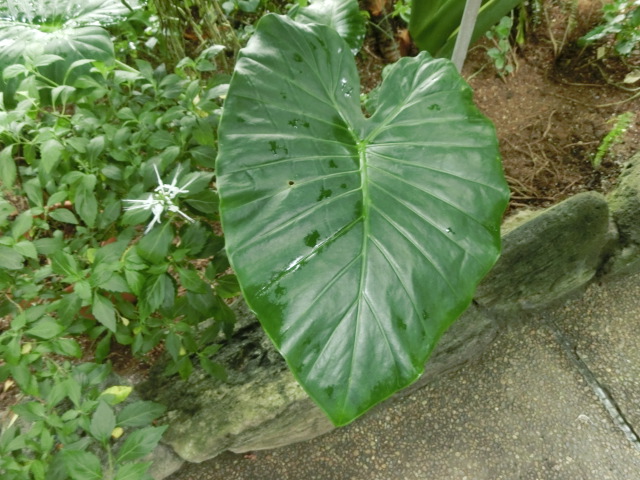 植物編のサトイモ科のインドクワズイモ