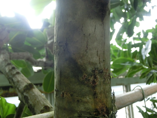 植物編のテリハボク科のテリハボク（照葉木）
