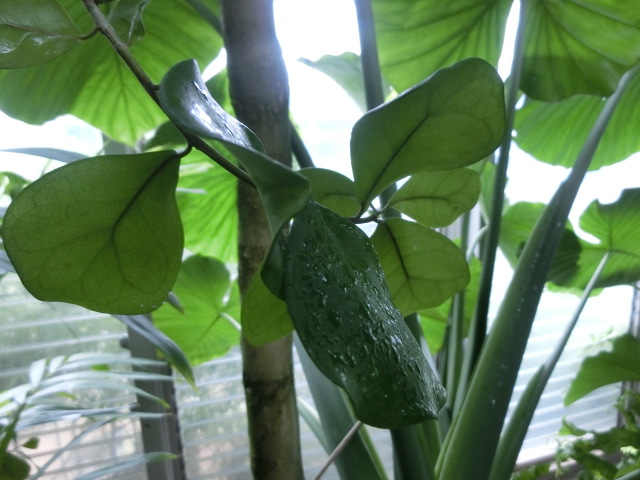 植物編のクワ科のフィカス・トリアングラリス（フィカス・トリアングラリス）