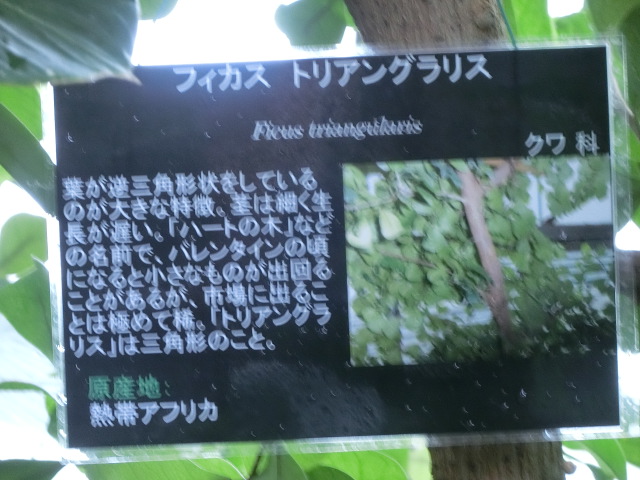 植物編のクワ科のフィカス・トリアングラリス（フィカス・トリアングラリス）
