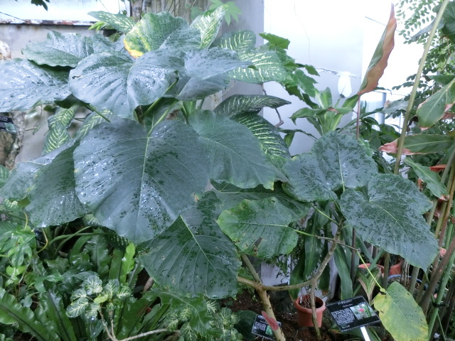 植物編のクワ科のフィカス・ウンベラータ（フィカス・ウンベラータ）