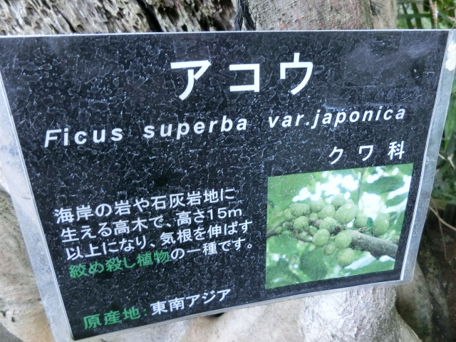 植物編のクワ科のアコウ（榕）