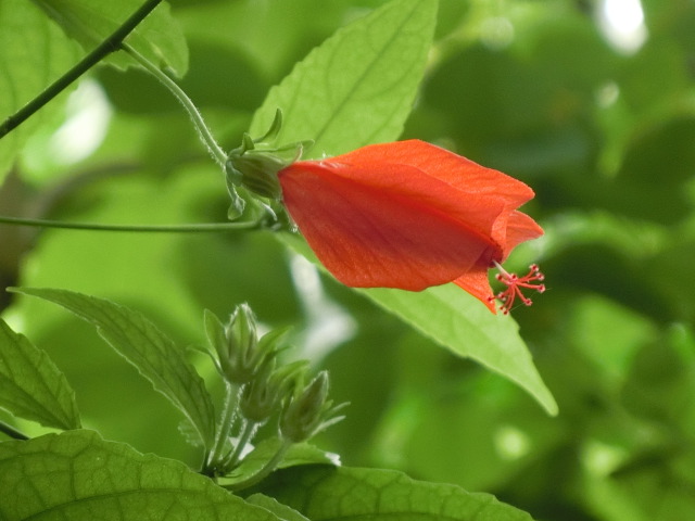 植物編のアオイ科のウナズキヒメフヨウ