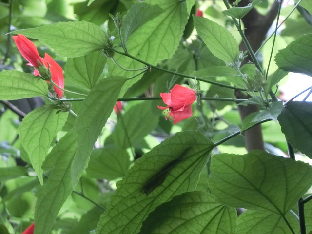 植物編のアオイ科のウナズキヒメフヨウ