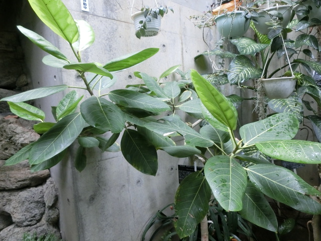 植物編のクワ科のフィカス・アルテシマ・バリエガタ（フィカス・アルテシマ・バリエガタ）