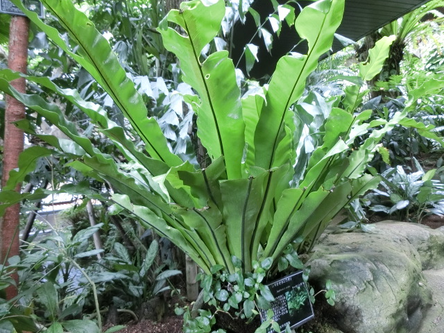 植物編のチャセンシダ科のシマオオタニワタリ