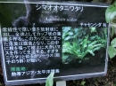 植物編のチャセンシダ科のシマオオタニワタリ（島大谷渡）