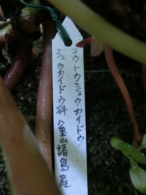 ʪԤΥ奦ɥʤΥȥ奦ɥʥȥ奦ɥ