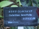 植物編のクズウコン科のカラテア・ランキフォリア（カラテア・ランキフォリア）