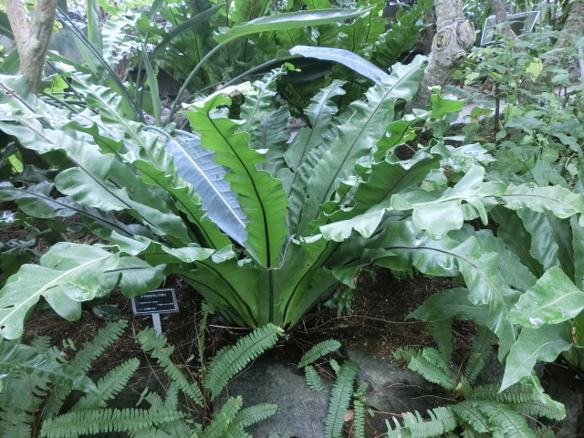 植物編のチャセンシダ科のシマオオタニワタリ