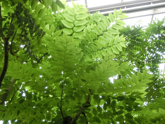 植物編のトウダイグサ科のアメダマノキ