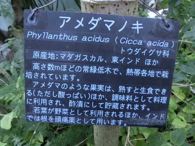 植物編のトウダイグサ科のアメダマノキ