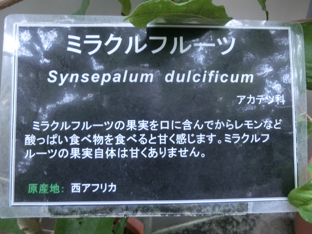 植物編のアカテツ科のミラクルフルーツ（ミラクルフルーツ）