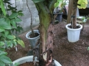 植物編のバショウ科のサンジャクバナナ（三尺バナナ）