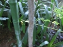 植物編のジャケツイバラ科のオオゴチョウ（黄胡蝶）