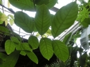 植物編のミソハギ科のオオバナサルスベリ（落葉高木）