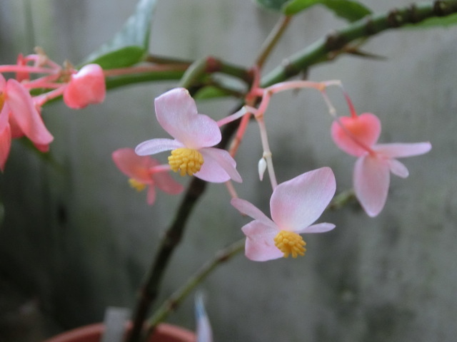 植物編のシュウカイドウ科のキダチベゴニア