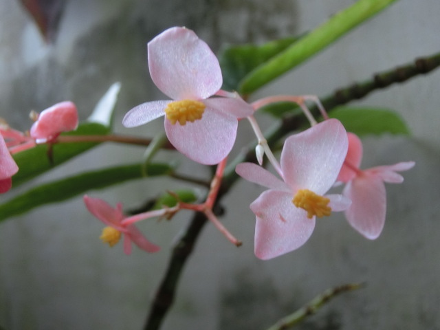 植物編のシュウカイドウ科のキダチベゴニア