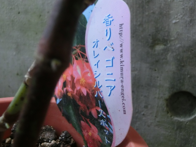 植物編のシュウカイドウ科のキダチベゴニア
