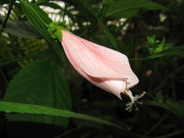 植物編のアオイ科のウナズキヒメフヨウ