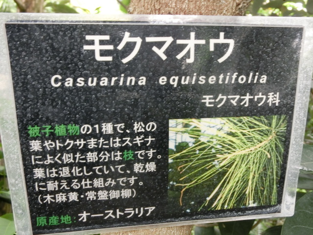 植物編のモクマオウ科のモクマオウ（木麻黄）