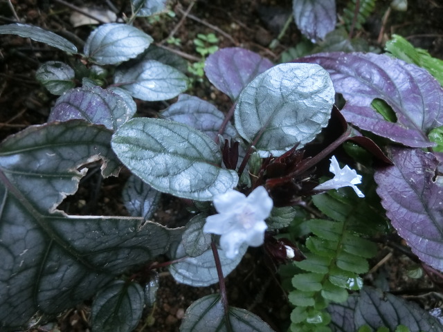 植物編のキツネノマゴ科のヘミグラフィス アルテルナタ