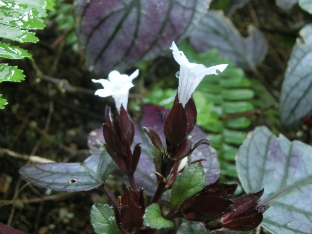 植物編のキツネノマゴ科のヘミグラフィス アルテルナタ