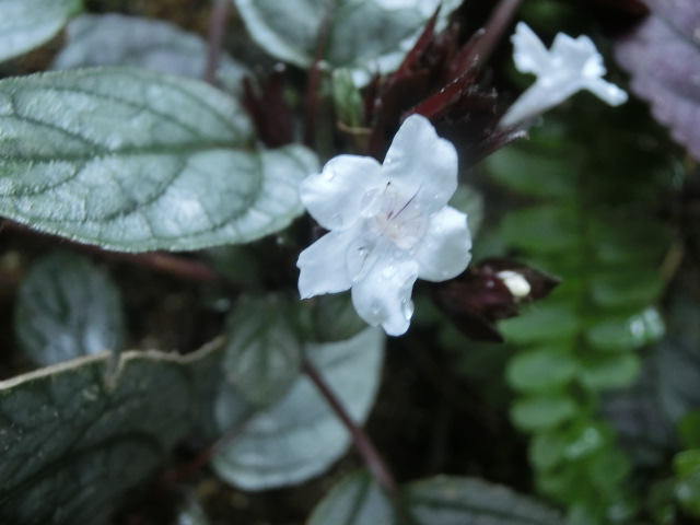 植物編のキツネノマゴ科のヘミグラフィス アルテルナタ