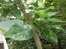植物編のハスノハギリ科のハスノハギリ（蓮の葉桐）