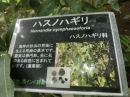 植物編のハスノハギリ科のハスノハギリ（蓮の葉桐）