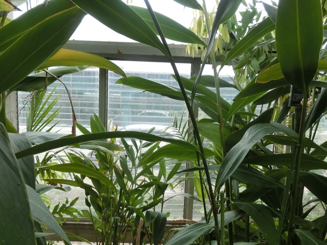 植物編のショウガ科のゲットウ（月桃）