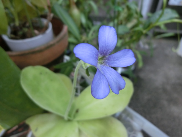 植物編のタヌキモ科のムシトリスミレ（虫取菫）