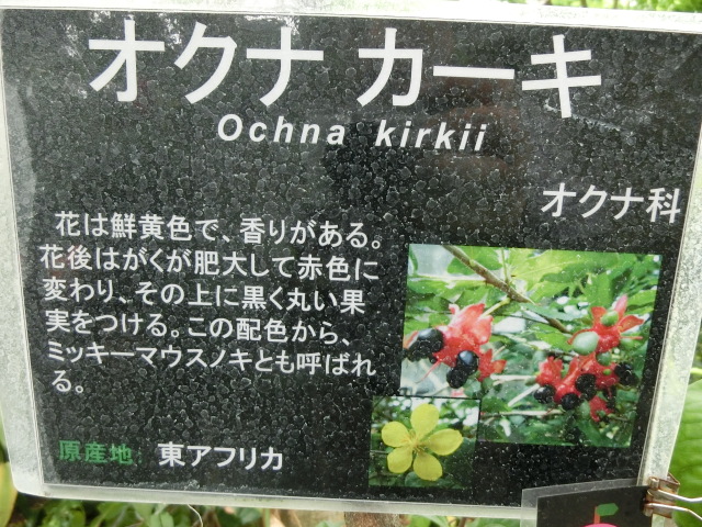 植物編のオクナ科のオクナ・カーキー（オクナ・カーキー）