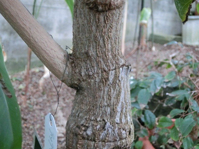 植物編のウルシ科のアップルマンゴー（アップルマンゴー）