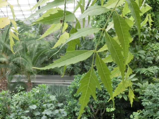 植物編のセンダン科のインドセンダン