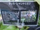 植物編のタシロイモ科のブラックキャット（ブラックキャット）