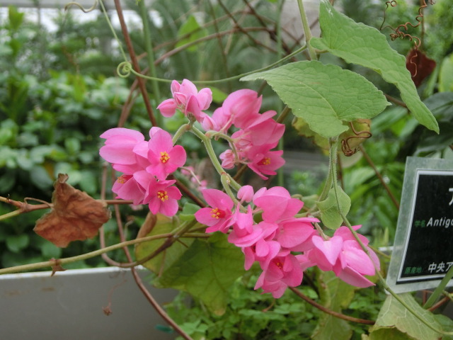植物編のタデ科のアサヒカズラ（アサヒカズラ）