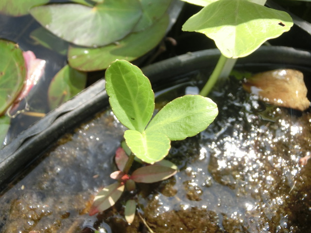 植物編のミツガシワ科のミツガシワ（三槲）
