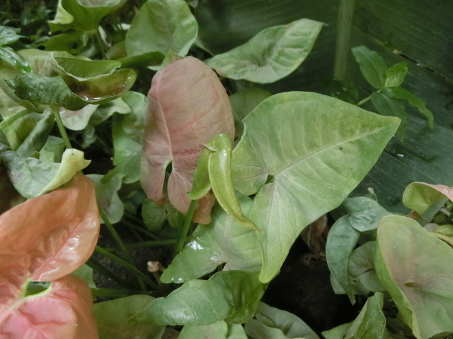植物編のサトイモ科のシンゴニウム