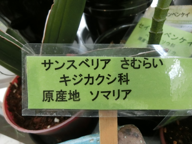 植物編のキジカクシ科のサンスベリア サムライドワーフ