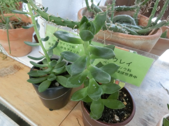 植物編のベンケイソウ科のオウレイ