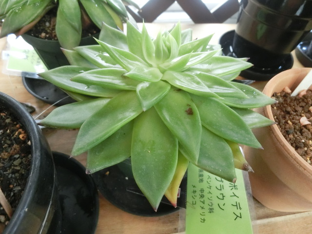 植物編のベンケイソウ科のアガボイデス ブラウン（アガボイデス ブラウン）