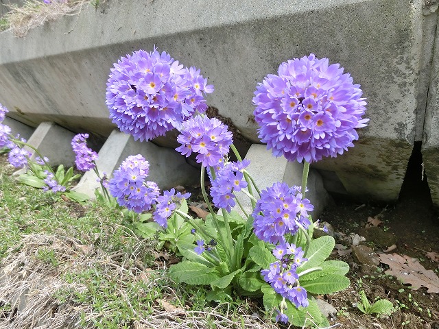 植物編のサクラソウ科のプリムラ デンティキュラータ 植物編のサクラソウ科のプリムラ デンティキュラータ