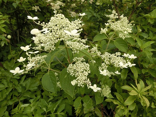 植物編のアジサイ科のノリウツギ 植物編のアジサイ科のノリウツギ