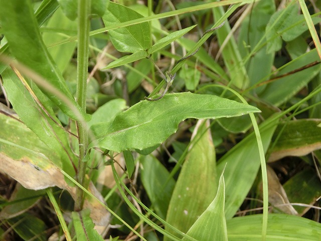 植物編のキク科のコウリンカ 植物編のキク科のコウリンカ