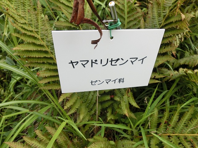 植物編のゼンマイ科のヤマドリゼンマイ