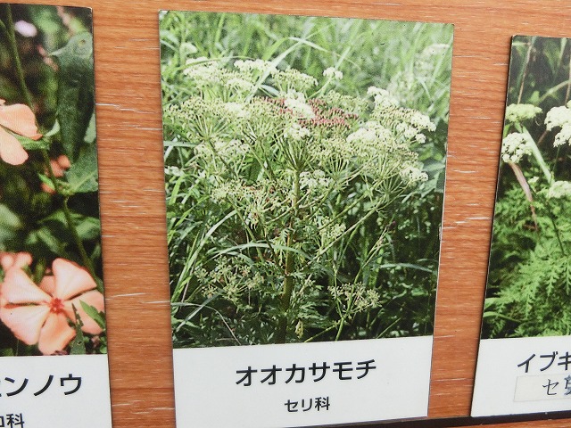 ʪԤΥʤΥ绱