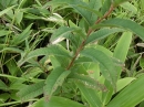 植物編のアカバナ科のヤナギラン（柳蘭）
