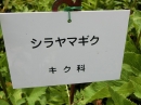 植物編のキク科のシラヤマギク（白山菊）