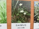 植物編のニシキギ科のウメバチソウ（梅鉢草）